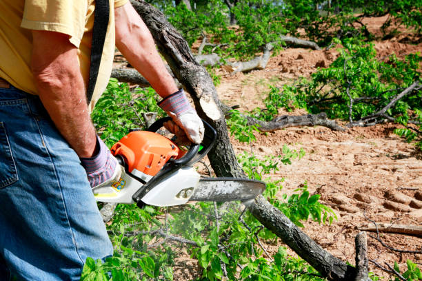 The Steps Involved in Our Tree Care Process in Belleair Beach, FL